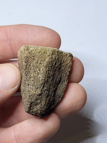 Inch partial triceratops - inch,