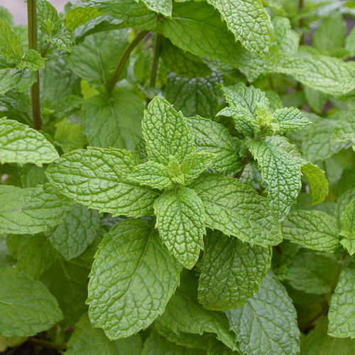 Mint mentha villosa - mentha, x