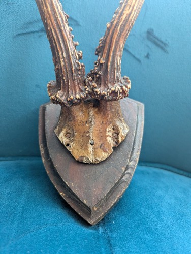 Vintage roe deer antlers - vintage,