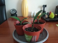 Clivia- A beautiful healthy two leaves seedling (bare rooted)