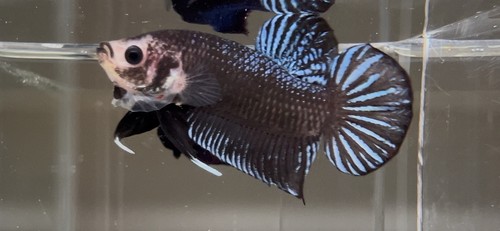 Betta super vip ghost - betta, plakat