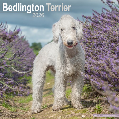 Bedlington terrier 2026 - terrier,