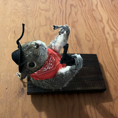 Taxidermy squirrel wall - taxidermy,