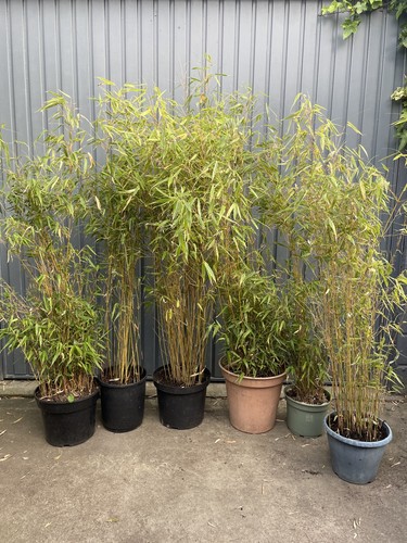 Potted clump forming - clump,