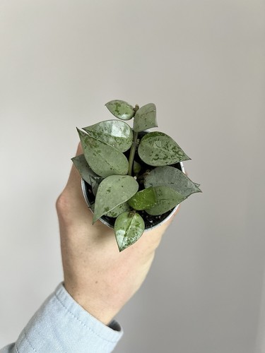 Hoya krohniana 6cm diameter - hoya,