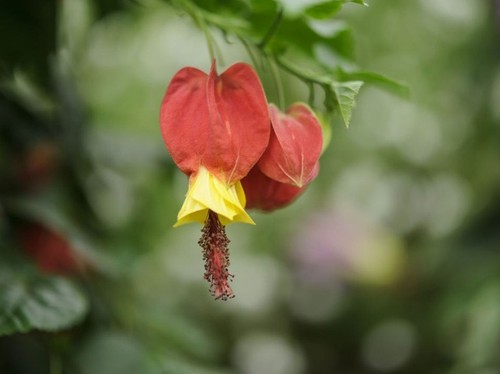 Abutilon magapotamicum exotic - magapotamicum, |exotic