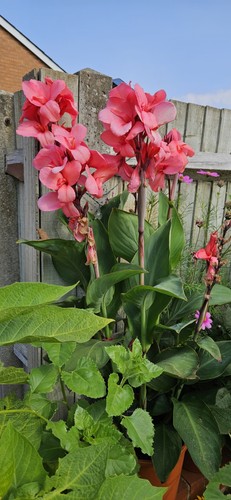 Canna indica rose seeds - rose|, 10