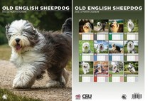 Old English Sheepdog 2026