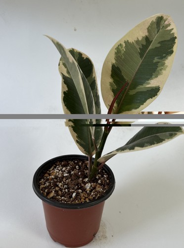 Ficus tineke potted - ficus,