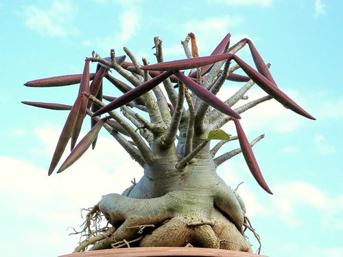 Adenium arabicum rare caudex - arabicum,