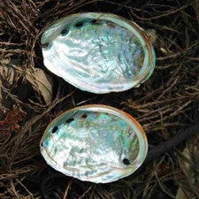 Abalone Shell Natural Large Sea Shells Unpolished 3 Sizes Available 10-13cm