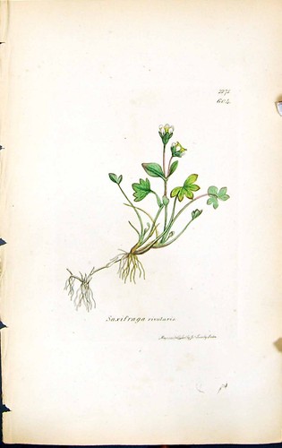 Antique print saxifraga - antique,