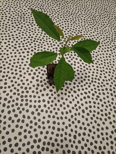 Avocado plant pot for - avocado,