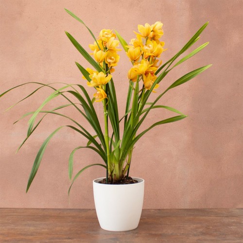 Plant theory 85cm jingle bells - 85cm,