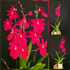 Oncidium -Burrageara Nelly