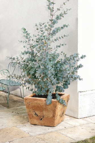 Eucalyptus gunnii 40 - 'gunnii',