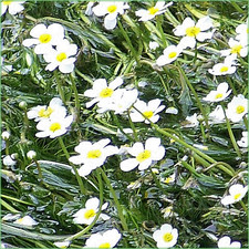 5 X BUNCHES UK Pond Plants