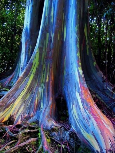 Rainbow eucalyptus deglupta - eucalyptus,