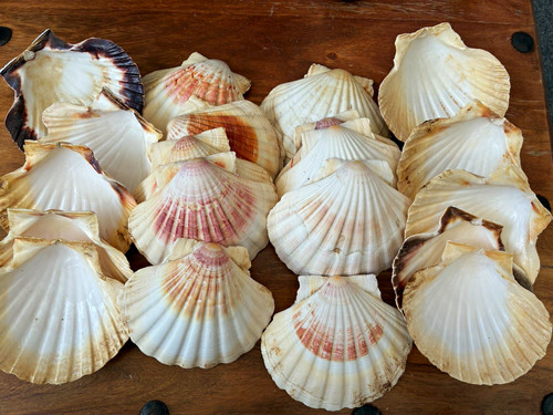 Mixed natural scallop - mixed,