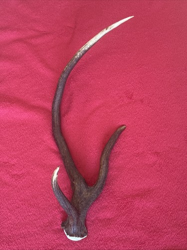 Fancy red deer antler - deer,
