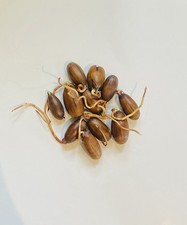 10 Acorns germinated / SUPER Sprouted Acorns,  English Oak Tree, Quercus Robur