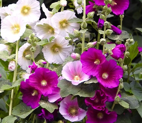 130x hollyhock antwerp mix - hollyhock,