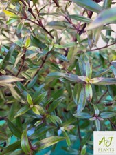 Hebe Mrs Winder - 3 Litre Pot