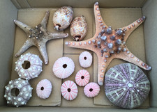 Sea Urchins, Starfish