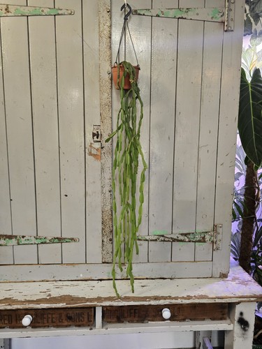 Large rhipsalis paradoxa chain - large,