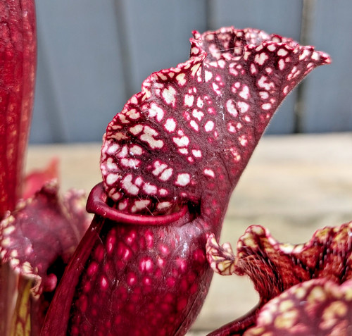Sarracenia mitchelliana - sarracenia,