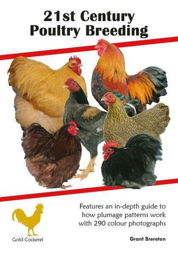 21st century poultry - century, breeding