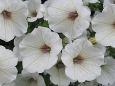 x3 Petunia Surfinia White