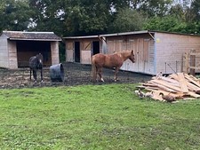 Portable Equestrian Buildings - Field Shelter, Stables, Tack Room