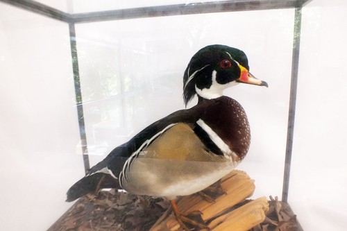 Vtg male duck drake taxidermy - vtg,