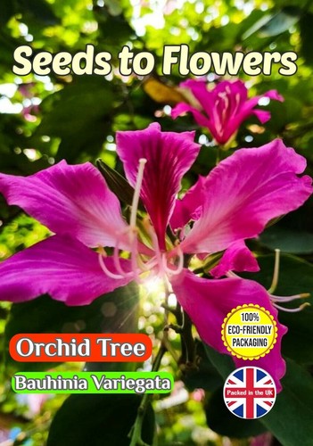 Orchid tree bauhinia - -,