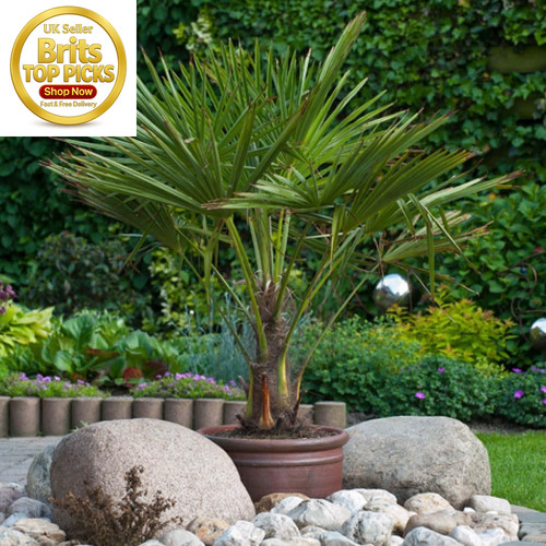 Trachycarpus fortunei chusan - trachycarpus,