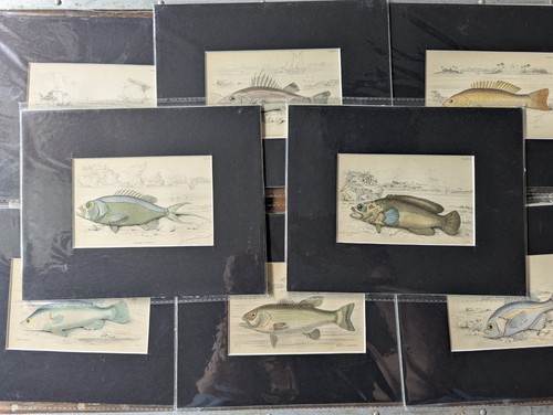Jardine antique fish prints - antique,