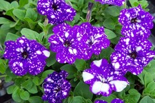Petunia Night Sky 6 plug