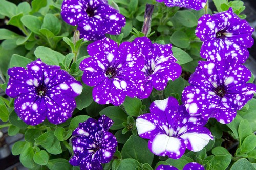 Petunia night sky - night, 6