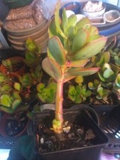 Jade/Crassula Ovata/Money tree plants for Bonsai MEDIUM