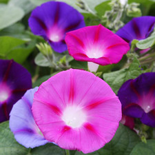 30 Mixed Ipomoea Morning Glory
