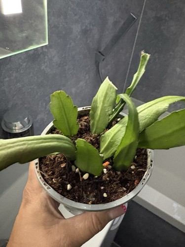 Epiphyllum pumilum jungle - pumilum,