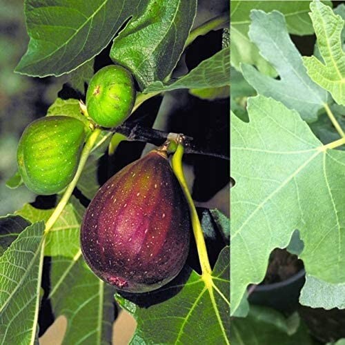 Ficus carica brown turkey - 'brown, turkey'