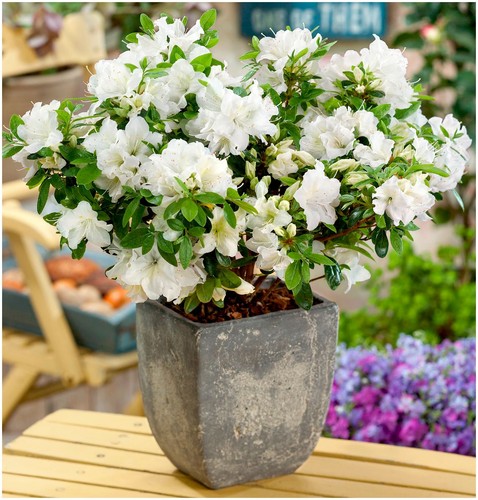 Dwarf japanese azalea japonica - azalea,