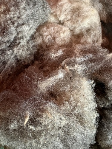 Pedigree coloured ryeland - coloured, raw