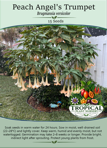 Peach angels trumpet - peach,