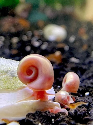 Pink ramshorn snails buy - snails,