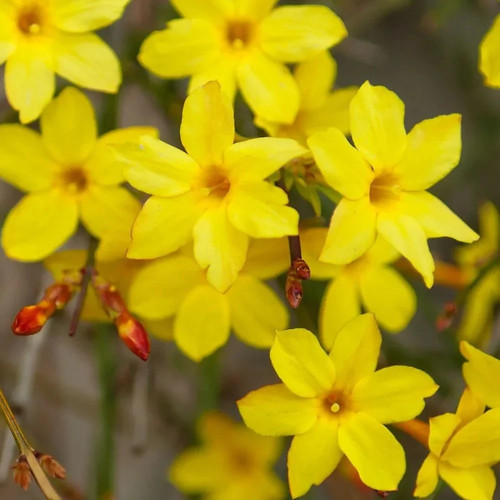 Jasmine nudiflorum winter - jasmine,