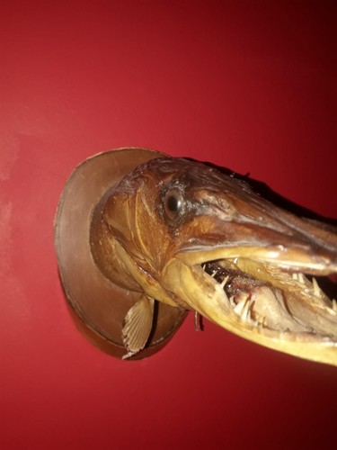 Vintage taxidermy northern - taxidermy,