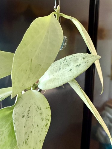 Super silver hoya - hoya, nicholsoniae